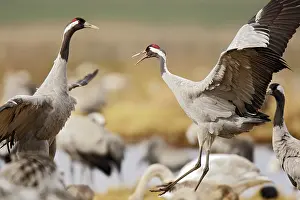 Hornborga: Common Crane
