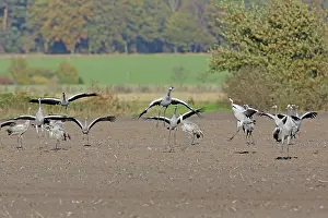 Niedersachsen: Common Crane