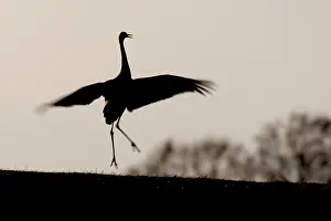 Dance: Common Crane