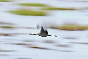 Hornborga: Common Crane