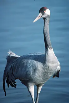Necks: Common CRANE