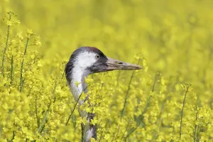 Napus: Common Crane - adult bird standing in a flowering