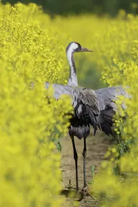 Napus: Common Crane - adult bird standing in a flowering