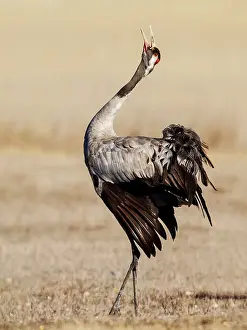 Common Crane adult calling