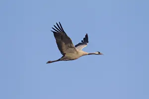 081018: Common Crane - adult crane in flight - Germany