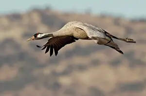 Mario Cea: Common Crane adult in flight