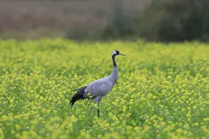 Mustard: Common Crane - bird in flowering mustard field - Germany