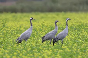 Mustard: Common Crane - birds in flowering mustard field - Germany