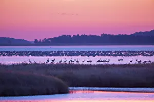 Baltic: Common Crane Bodden