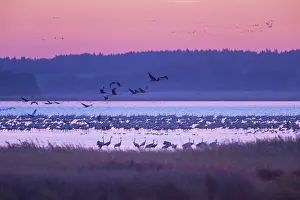 Baltic: Common Crane Bodden