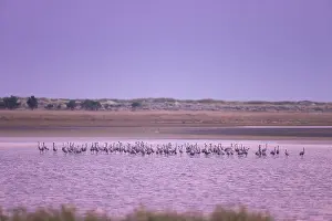 Baltic: Common Crane Bodden