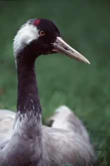 Chris Martin Bahr: Common CRANE - close-up of head