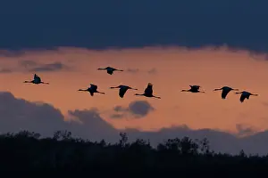 Cranes: Common Crane - cranes in flight - Mecklenburg Western
