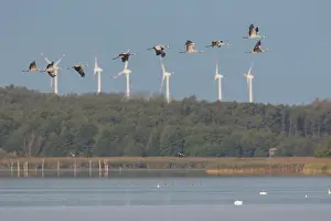 Cranes: Common Crane - cranes in flight - Mecklenburg Western