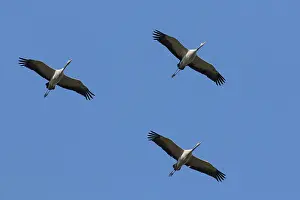 Cranes: Common Crane - cranes in flight - Mecklenburg Western