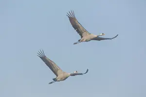 Cranes: Common Crane - cranes in flight - Mecklenburg Western