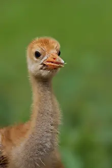 Grus: Common Crane - ten day old chick