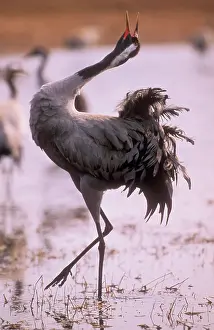 Common CRANE - displaying in Spring