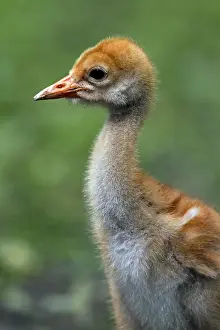 Grus: Common Crane, Eurasian Crane (Grus grus) 10 day