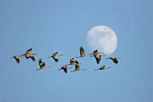 Commuting: Common Crane - Flock of birds commuting to a roost