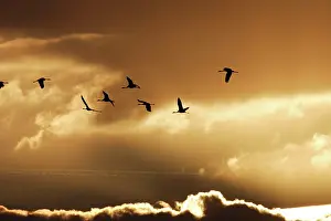 Aeroplane: Common Crane - flock in flight on migration - silhouetted