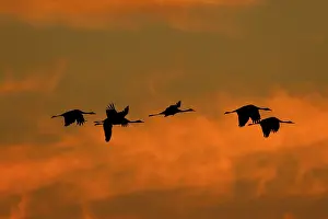 Rise: Common Crane - flock in flight silhouetted against