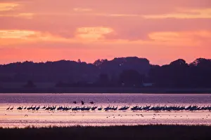 Grus: Common Crane - flock at sleeping place in a shallow