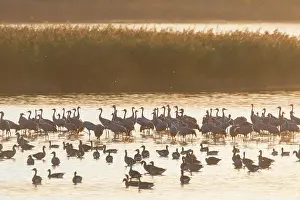 Grus: Common Crane - flock at sleeping place in a shallow