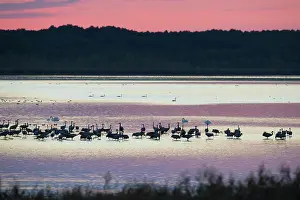 Grus: Common Crane - flock at sleeping place in a shallow