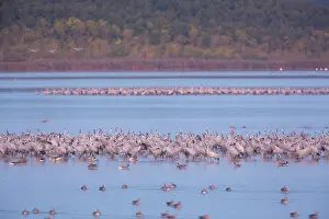 Roosting: Common Crane - flock spending the night in shallow