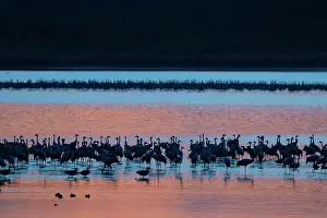Roosting: Common Crane - flock spending the night in shallow