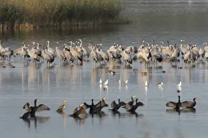 Roosting: Common Crane - flock spending the night in shallow