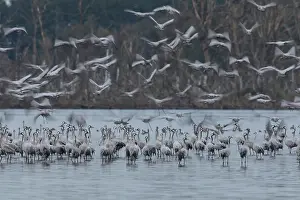 Roosting: Common Crane - flock spending the night in shallow