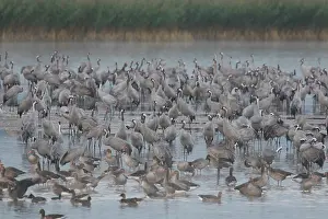 Roosting: Common Crane - flock spending the night in shallow