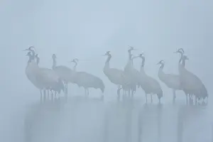 Roosting: Common Crane - flock spending the night in shallow