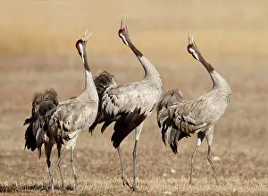 Mario Cea: Common Crane group of adults calling
