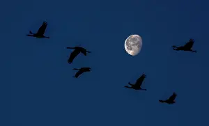 Mario Cea: Common Crane group in flight at sunrise with moon