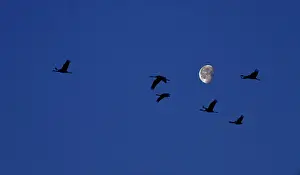 Mario Cea: Common Crane group in flight at sunrise with moon