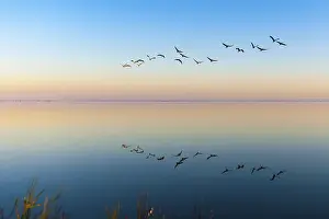 Cranes: Common Crane (Grus grus) flying