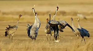 Cranes: Common Crane (Grus grus), Gallocanta Lake, Spain