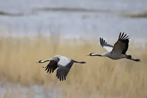 Cranes: Common crane (Grus grus), Hornborga, Sweden