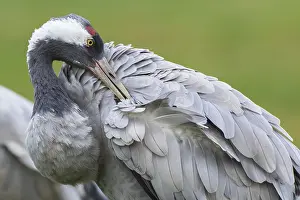 Cranes: Common Crane (Grus grus) preening