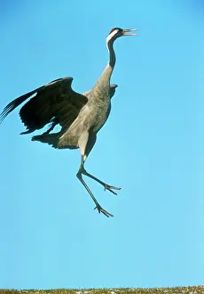 Hopping: Common CRANE - leaping in courtship display