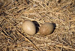 Anne Trap- Lind: Common Crane - nest with eggs