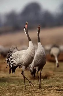 Cranes: Common CRANE - pair displaying