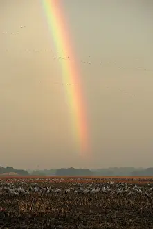 Rainbows: Common Crane - with rainbow in background