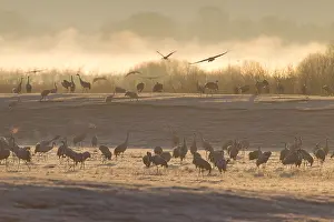 Hornborga: Common Crane - resting cranes at lake Hornborga