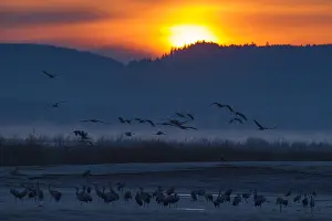 Hornborga: Common Crane - resting cranes at lake Hornborga