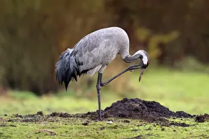 Common Crane - scratching