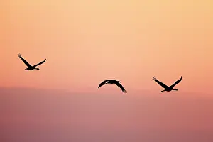 Commuting: Common Crane - silhouette of three birds in flight